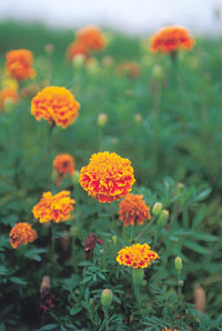 Marigolds