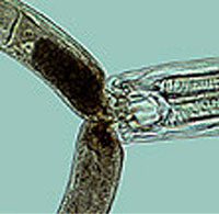 Mononchoid nematode