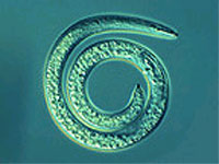 Spiral nematode