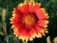 Blanket Flower