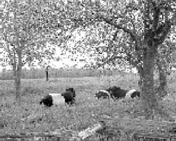 These are some of the author's Belted Galloway cattle, also an endangered species. Brought by the Vikings to Scotland in approximately 900 AD, these cattle have thrived in the harshest conditions possible. They produce lean, flavorful meat and can be milked as well. Rather than getting fat in the cold, they develop thick fur to insulate them, so they require less feed than conventional breeds. They forage very well and can thrive on rough grass and hay, which most breeds cannot utilize. The author collects cash payment from landowners to have the belties clear rough land of weeds, trees and hay grass where tractors cannot go, thus the cows not only provide beef for sale, but a steady bit of side income.