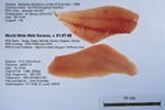 Fillet Image