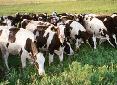 Dairy Cows