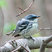 Cerulean Warbler in Silver Maple swamp