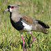 Quero-quero  (Vanellus chilensis)