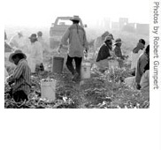 Farm Workers