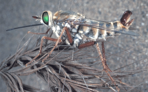 <i>Rhaphiomidas terminatus abdominalis</i> Cazier (family Mydidae) is commonly known as the Delhi Sands Flower-loving Fly and is federally protected as an endangered species. It is now restricted to only a few hundred acres of what remains of the Delhi Sands formation of Southern California.  The adults are only active for a few weeks each year, feeding on flowers, in August and September. The larvae are likely predators that live deep in the sand. 