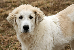 Handsome puppy von baalands