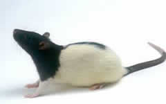 Mouse image