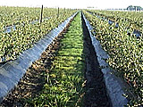 Lumite Weed Barrier being used under a blueberry planting in California.