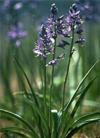 small camas.