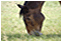 image of a horse