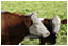 image of cattle in the field