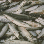 Lake Herring netted by the cultural demonstrator at the Edison Fishery may be affected by VHS.