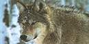 Eastern Gray Wolf portrait.