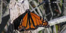 Assateague Island is a rest stop for monarch butterflies migrating to Mexico in the fall. 10 kb