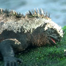 Galapagos Marine Iguana