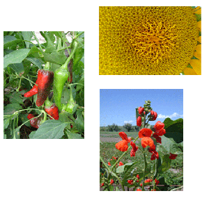 chilis and flowers