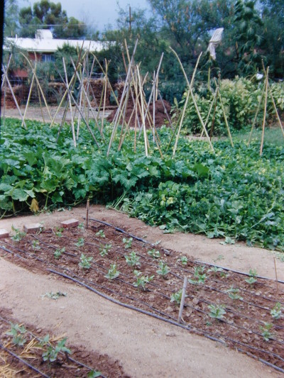 garden beds in various stages of growth