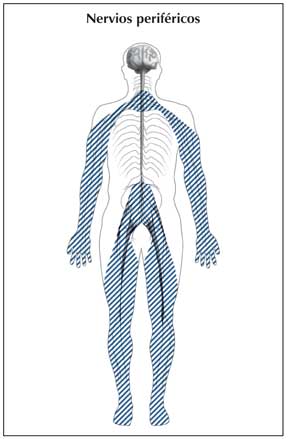 La imagen muestra el sistema de los nervios periféricos