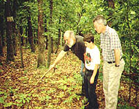 Ginseng thrives under mature forest