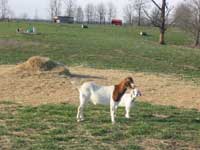 Boer goats.