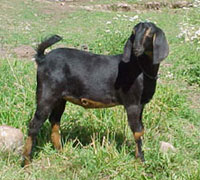 Nubian goat.