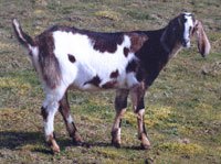 Nubian goat.