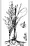 View a larger version of this image and Profile page for Calamovilfa longifolia (Hook.) Scribn.