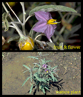 Life stages of Silverleaf nightshade