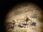 Desert Bighorns