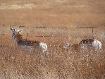 Sonoran Antelope