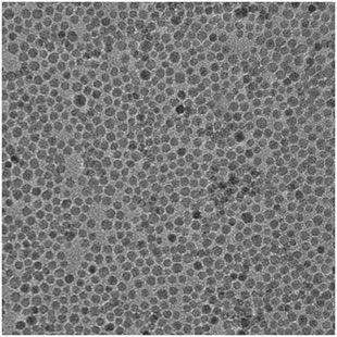 iron oxide nanoparticles