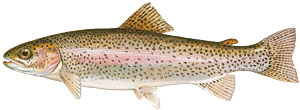 Trout illustration