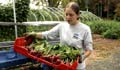 Claire Bucholz holds a tray of orange beets