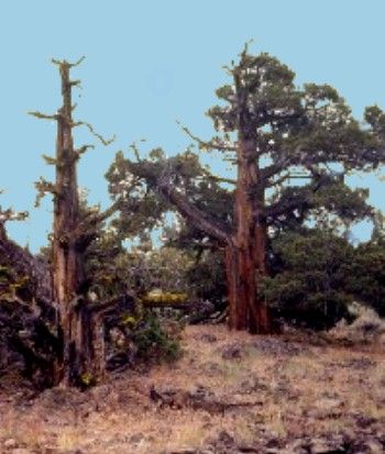Picture of Old Growth Juniper Tree