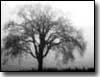 Tree against a foggy, snowy background