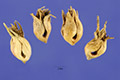 View a larger version of this image and Profile page for Bouteloua dactyloides (Nutt.) J.T. Columbus