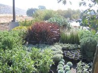 Interactive image: Truck loads of plants are waiting for their new home in the ground around the American River Water Education Center. Click for larger image.