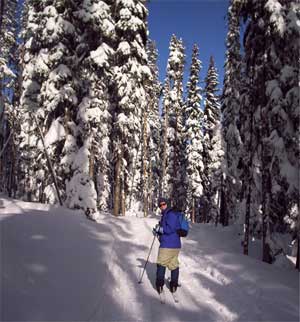 photo of a skier looking back at the photgrapher while on the ski trail. Snowy trees line the trail.