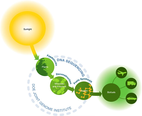 diagram of conversion from sunlight to biofuels