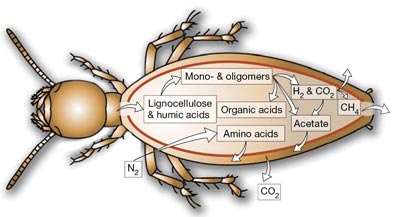 termite with chemical reaction locations