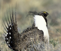 Greater Sage Grouse. Credit: Gary Kramer / USFWS