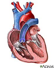 Illustration of the heart valves