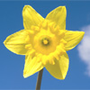 Daffodil