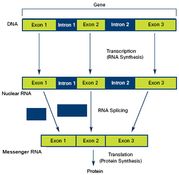 Genes are often interrupted by stretches of DNA (introns, blue) that do not contain instructions for making a protein. The DNA segments that do contain protein-making instructions are known as exons (green).