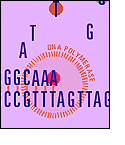 Illustration representing the DNA copying enzyme