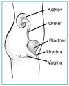 Side view diagram of the female urinary tract. Labels point to the kidney, ureter, bladder, urethra, and vagina. The organs appear within the outline of a young female shown from the abdomen to the thigh.