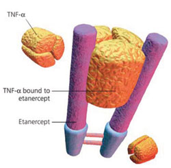 tnf-alpha diagram