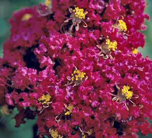 Various images of the new Arapaho and Cheyenne crapemyrtles